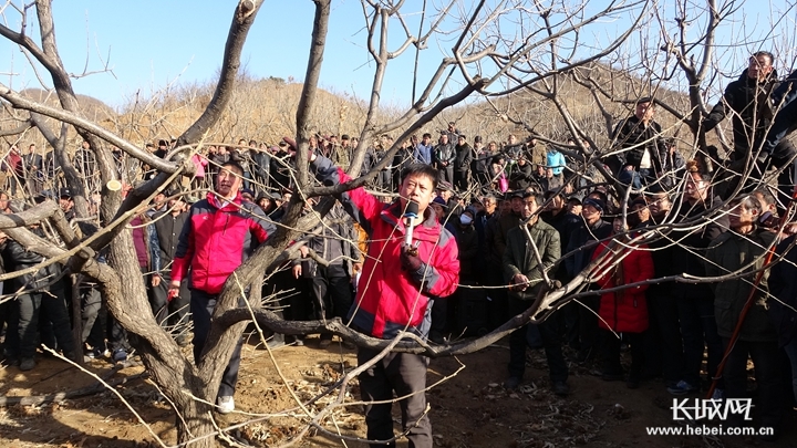 【他们,在希望的田野上】系列报道③板栗专家王广鹏:最幸福的事就是泡