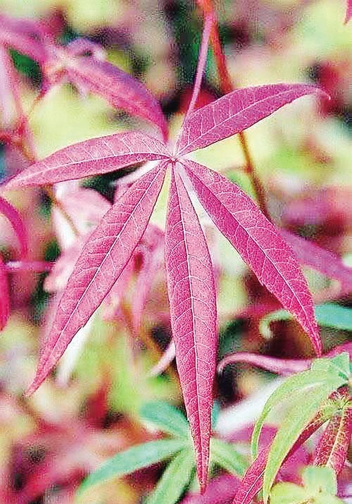 杏花即將綻放芳顏,桃花,梨花緊隨其後,人們在運河畔騎行,散步之餘