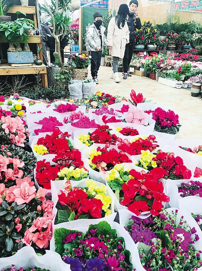 沧州绿博园花卉市场图片